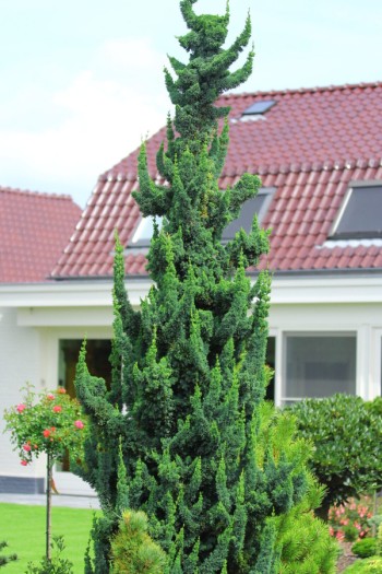 Кипарисовик Лавсона Вісселс Сагуаро|Chamaecyparis l. ’Wissel’s Saguaro’|Кипарисовик Лавсона Висселс Сагуаро